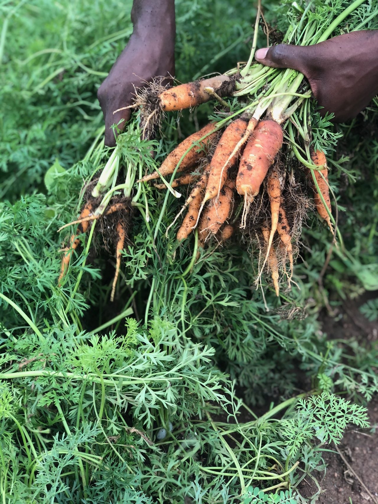 Farmers harvest fruit and vegetables as soon as they are ripe, then try to sell them as quickly as possible because there is a lack of cold storage in the country.
