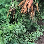 Farmers harvest fruit and vegetables as soon as they are ripe, then try to sell them as quickly as possible because there is a lack of cold storage in the country.