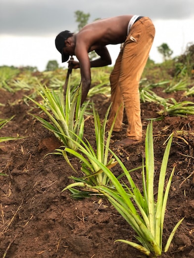 Small farmers like Shola Ladoja produce most of the fruit and vegetables consumed in Nigeria.