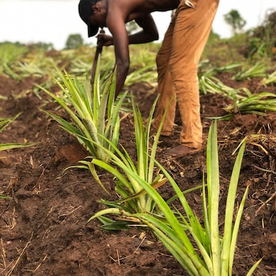 Small farmers like Shola Ladoja produce most of the fruit and vegetables consumed in Nigeria.