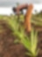 Small farmers like Shola Ladoja produce most of the fruit and vegetables consumed in Nigeria.