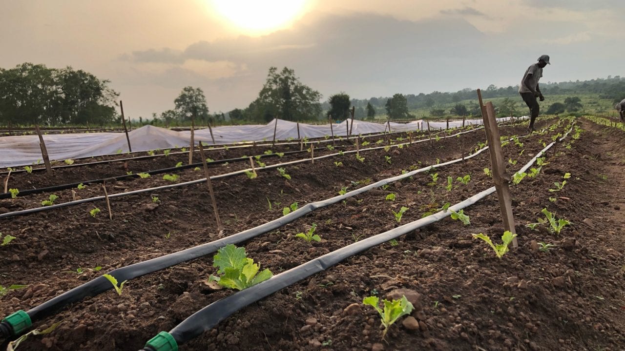 Healthy crops like these can often go to waste because of the lack of cold storage.