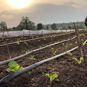 Healthy crops like these can often go to waste because of the lack of cold storage.