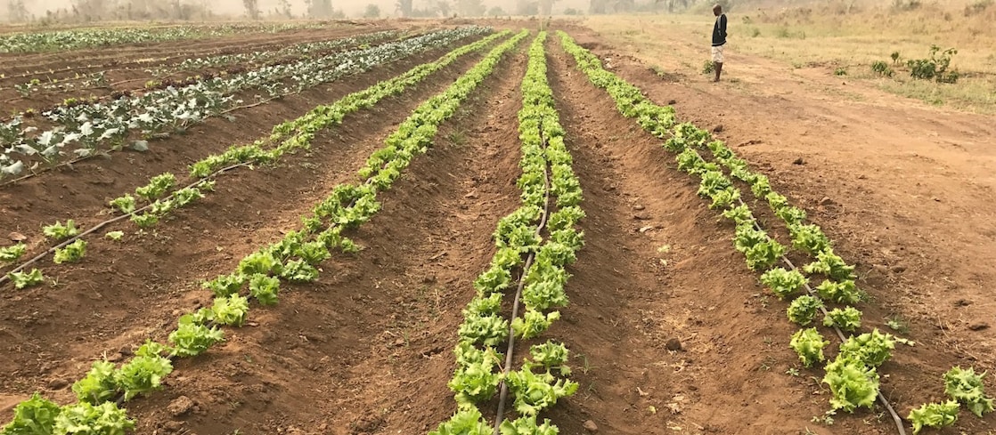 Vegetables farm