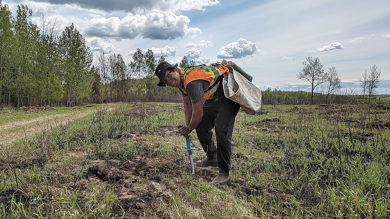 Planting of seedlings on Doig River First Nation land.