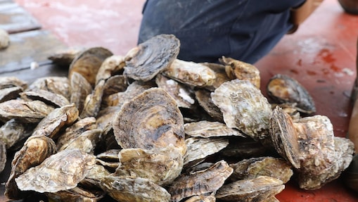 Oysters