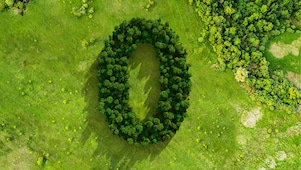 zero trees