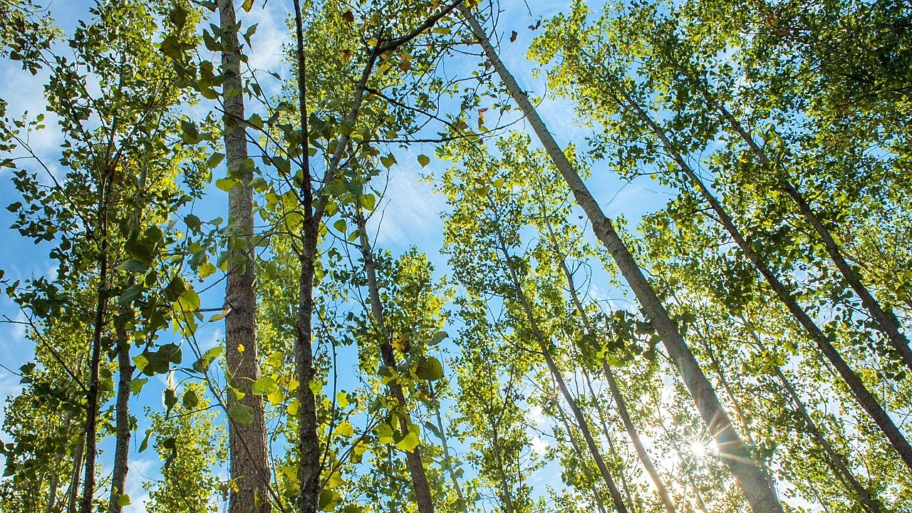 Nature Based Scenery