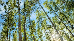 Nature Based Scenery