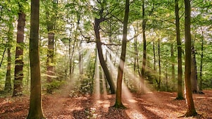 canopy