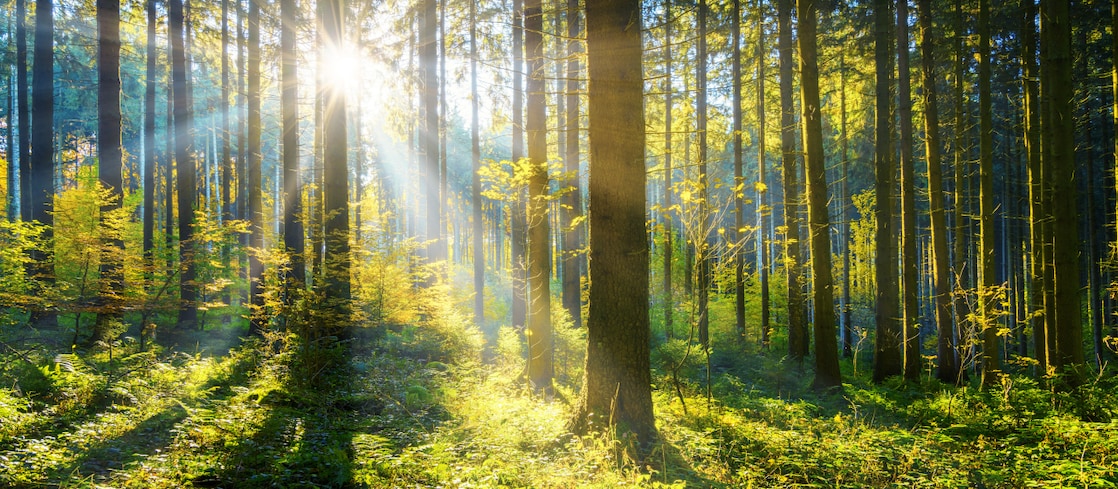 Sunlight filtering through tall trees in a lush green forest.
