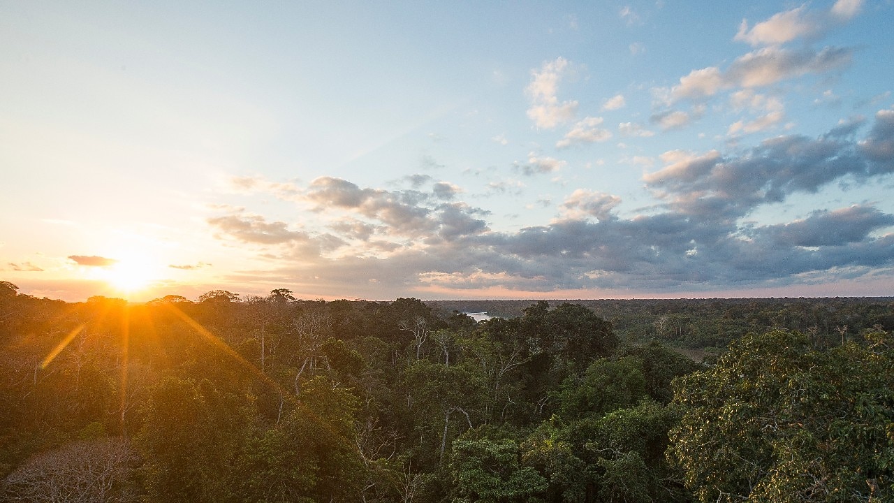 Sunset over a dense green forest with a bright sky and scattered clouds.