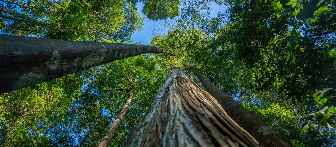 Upward view of tall rainforest trees beneath a dense green canopy and blue sky.
