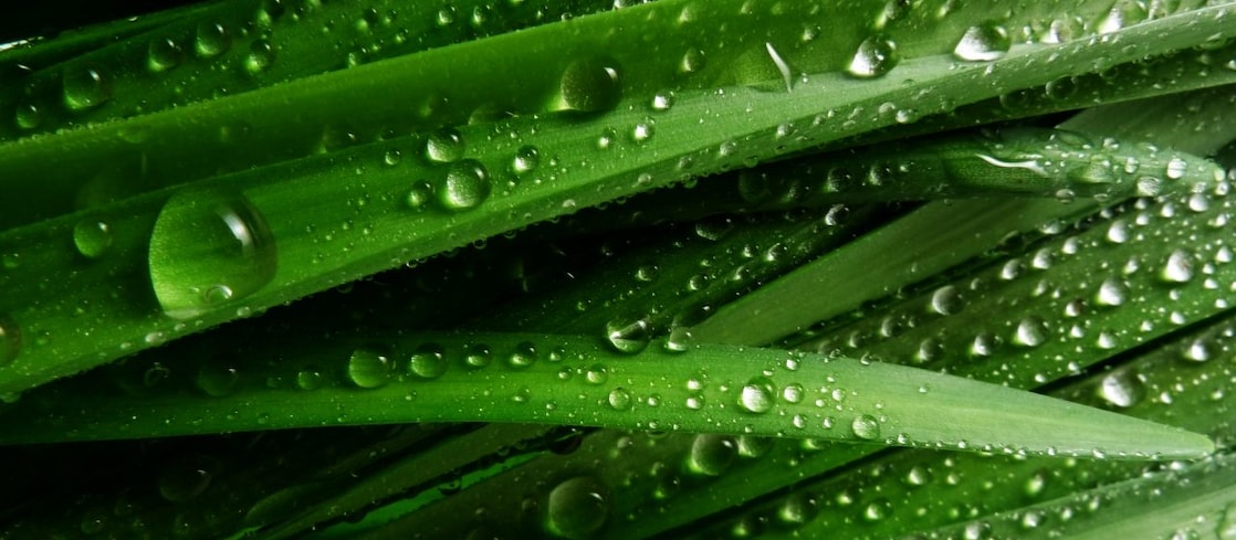 water droplets on leaves of plant