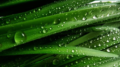 water droplets on leaves of plant