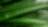 water droplets on leaves of plant