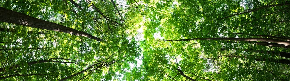 Sapling with clipboard