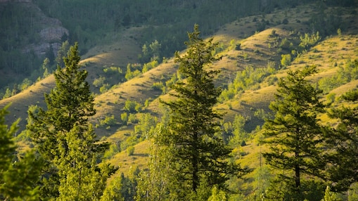 Reforestation and Afforestation