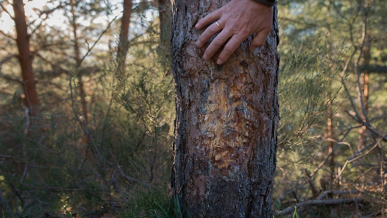 Carbon-compensated natural gas