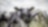Cows