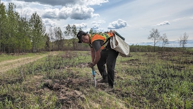 Planting of seedlings on Doig River First Nation land.