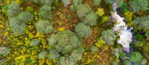 forest aerial view