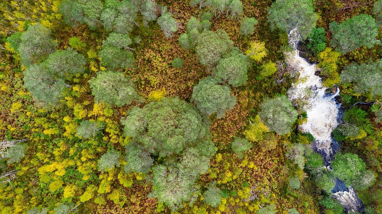 forest aerial view 