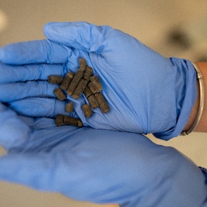 Laboratory testing to optimise digestate quality for agricultural use