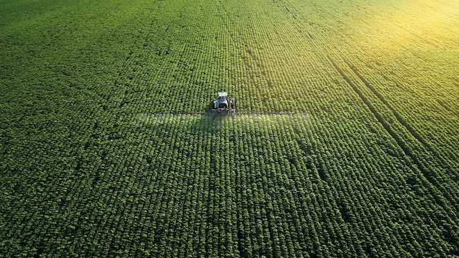 Field of intermediate crops cultivated for biogas production, supporting sustainable energy and circular farming practices