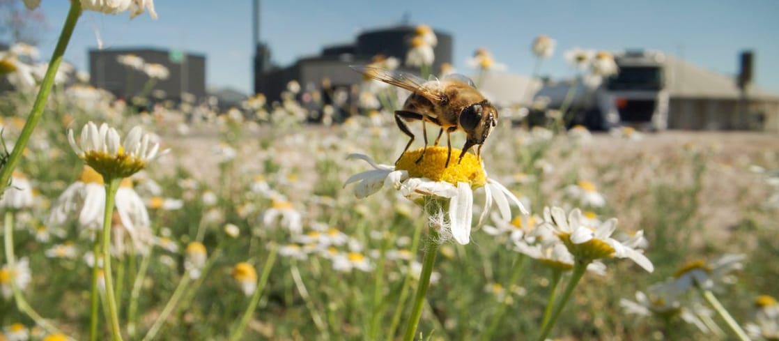 Close-up of a bee collecting pollen with a biogas facility in the background, highlighting the connection between biodiversity and renewable energy