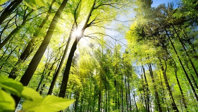 Sunlight shining through green forest canopy, symbolizing environmental benefits of DAC.