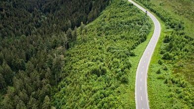 Winding road through dense green forest, representing emerging carbon removal market growth.