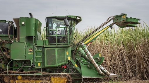 harvesting sugar cane with machine