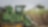 harvesting sugar cane with machine