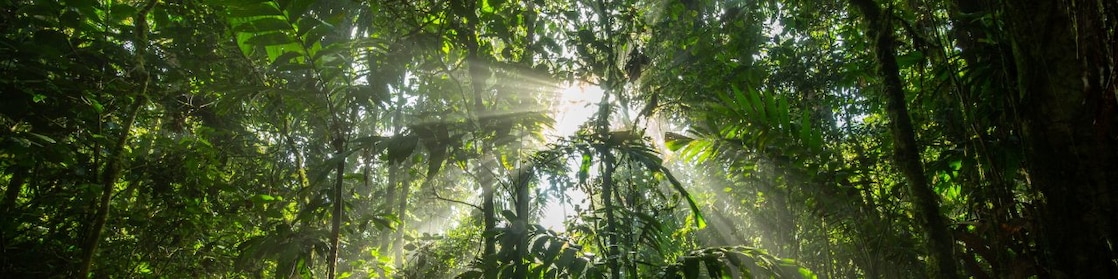 kasigau corridor forest