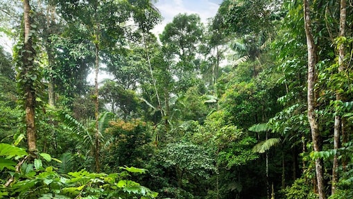 peru forest