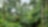 peru forest
