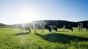 LNG - decarbonisation pathways