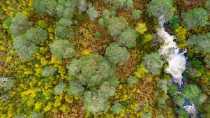 forest aerial view