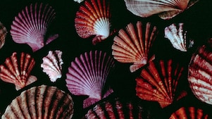Collection of scallop shells where Shell's famous Pecten shape came from