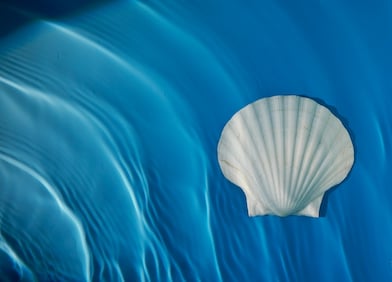 White Pecten Shell on blue sand
