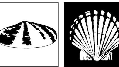 Three black and white illustrations showing development of logo from mussel shell to pecten
